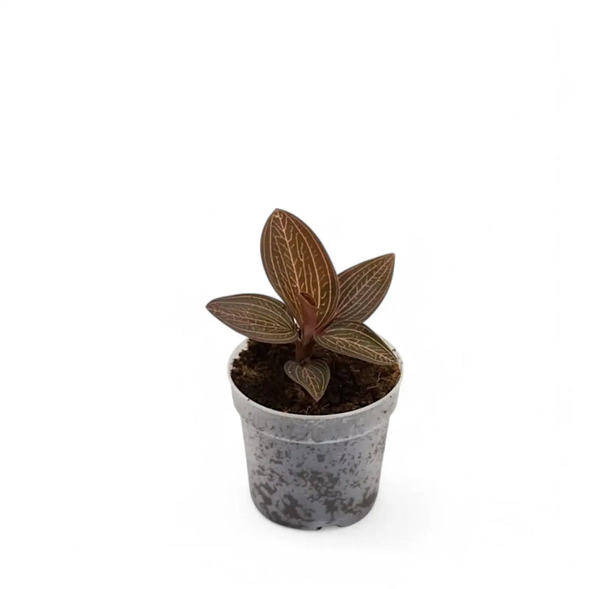 Anoectochilus roxburghii x Ludisia discolor 'Spiderman' potted plant in nursery pot on white background.