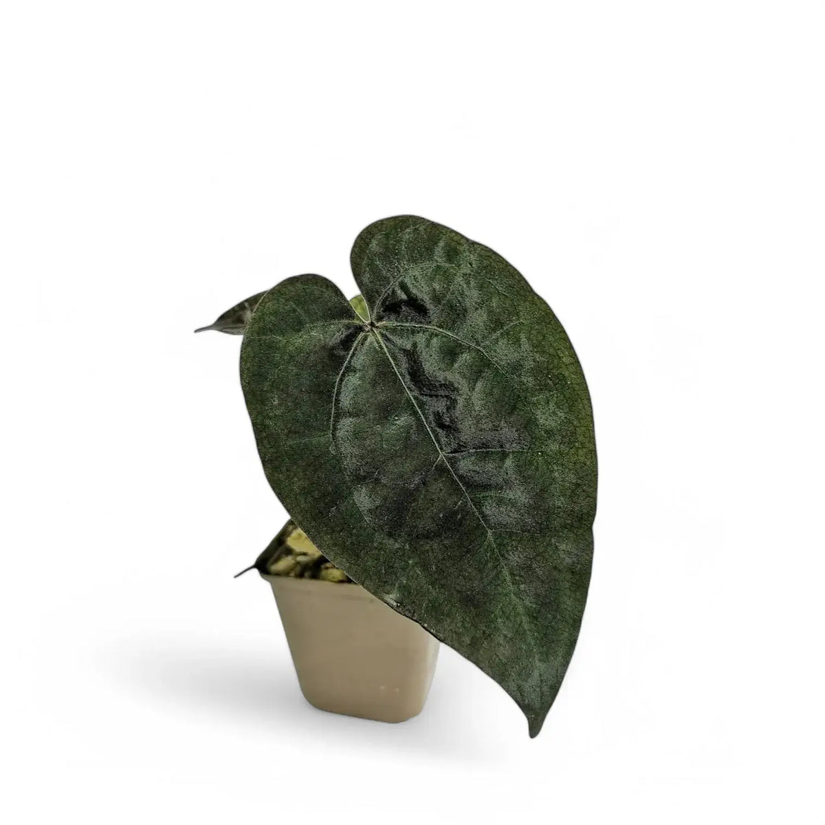 Anthurium 'Ace of Spades' potted plant in nursery pot on white background.