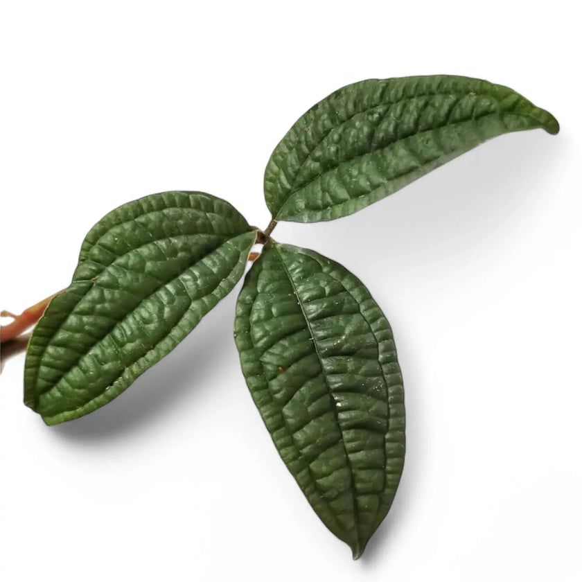 Anthurium arisaemoides close-up of leaf on white background.