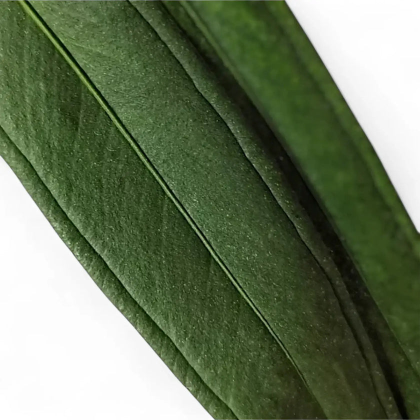Anthurium bakeri leaf close-up on white background.