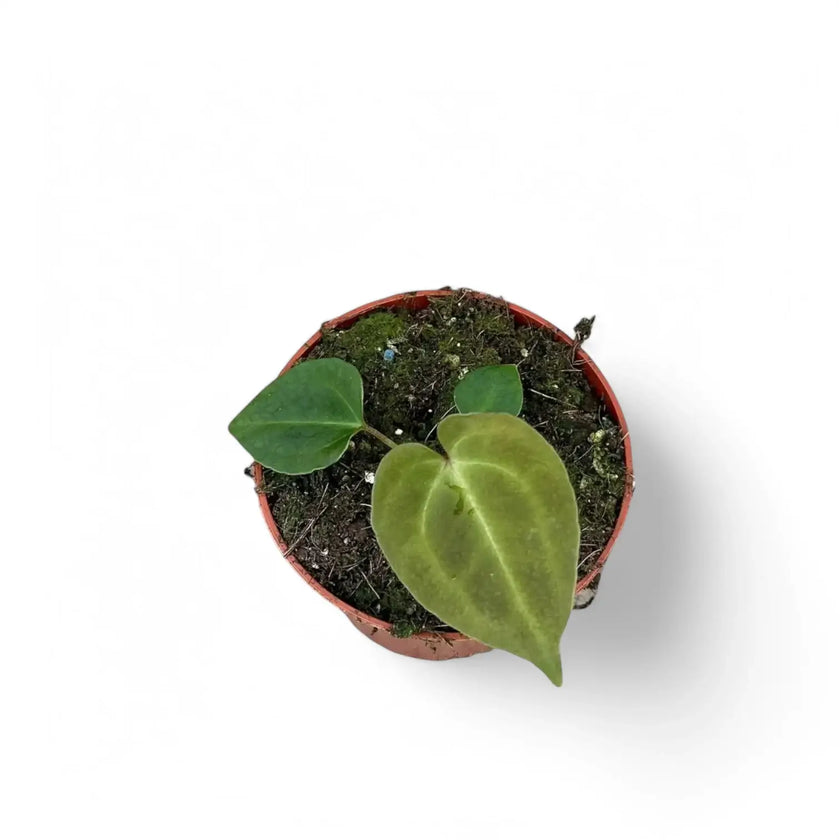 Anthurium besseae aff x forgetii potted plant in nursery pot on white background.