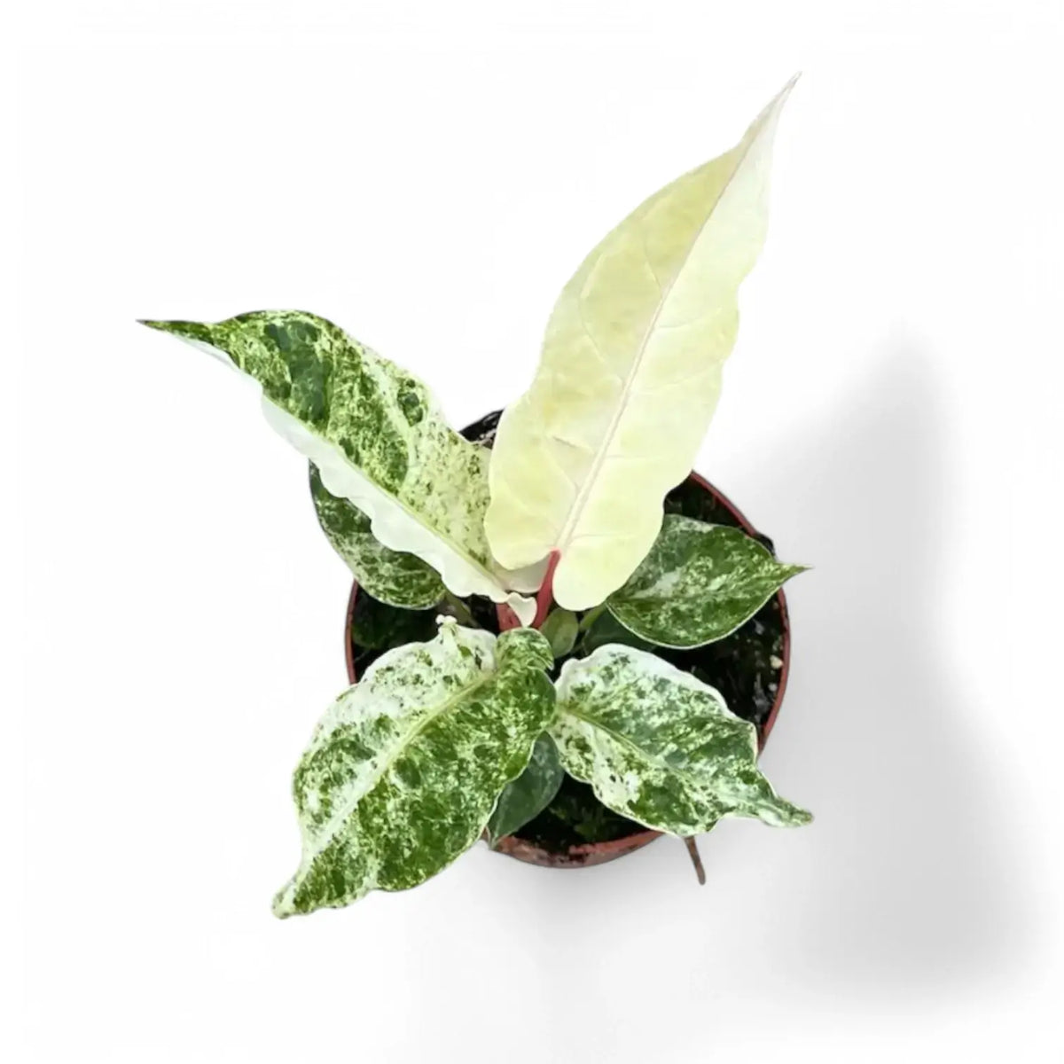 Anthurium bonplandii variegata potted plant in nursery pot on white background.