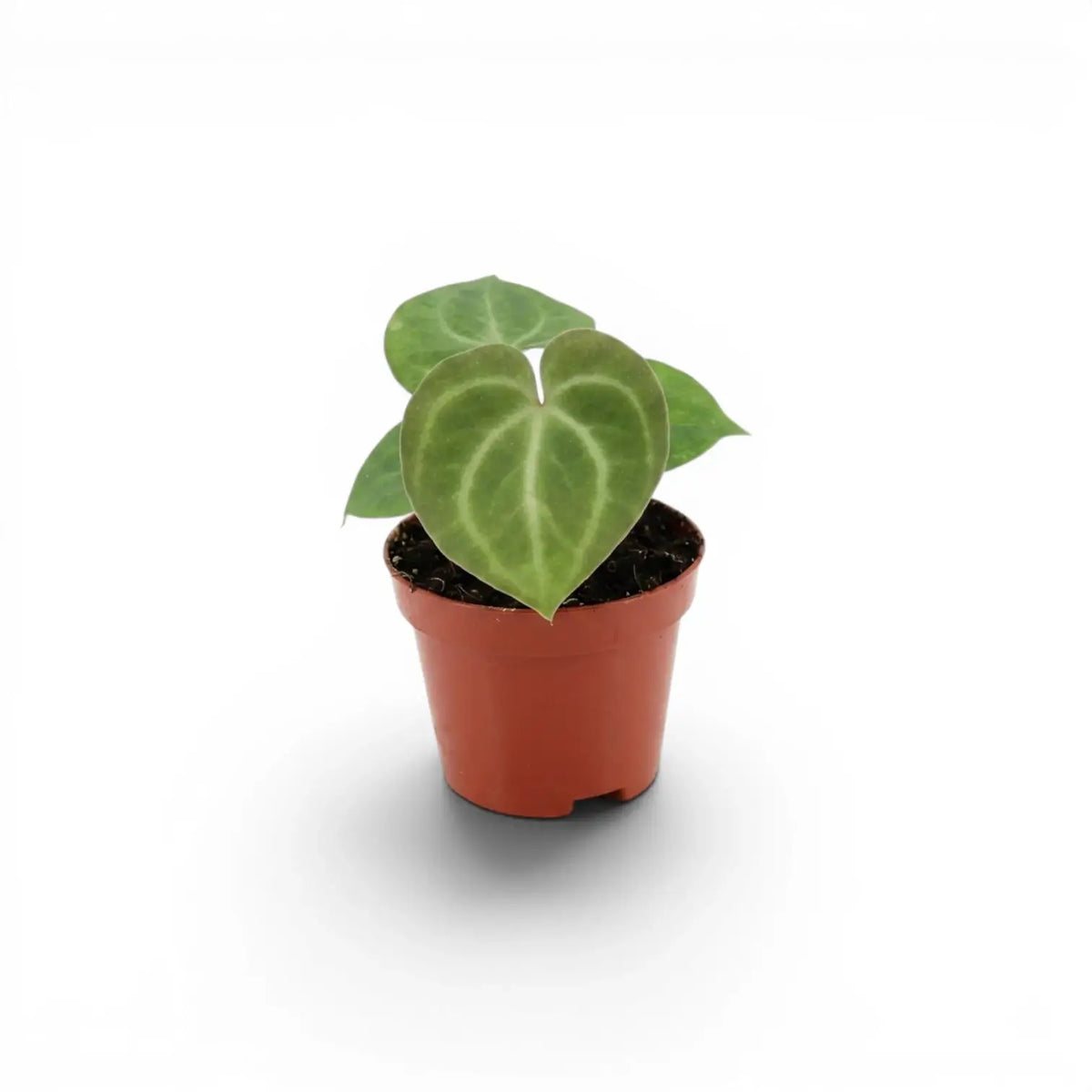 Anthurium clarinervium als Baby-Pflanze im Kulturtopf.