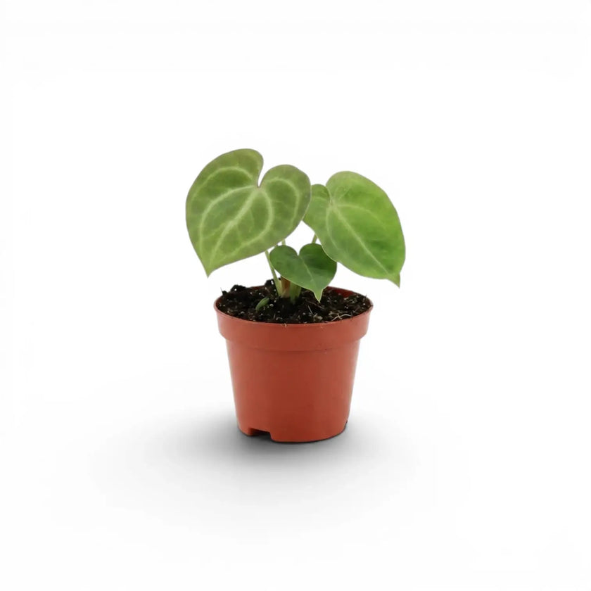 Anthurium clarinervium baby plant in a nursery pot.