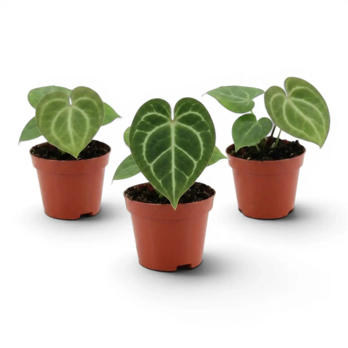 Anthurium clarinervium als Baby-Pflanze im Kulturtopf.