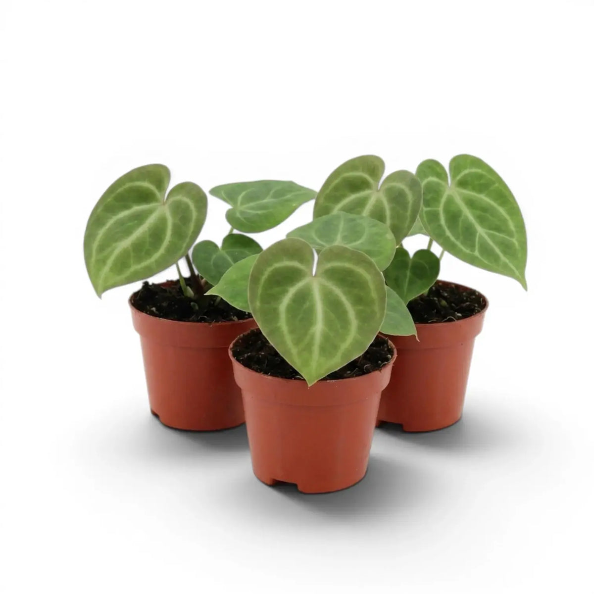 Anthurium clarinervium als Baby-Pflanze im Kulturtopf.