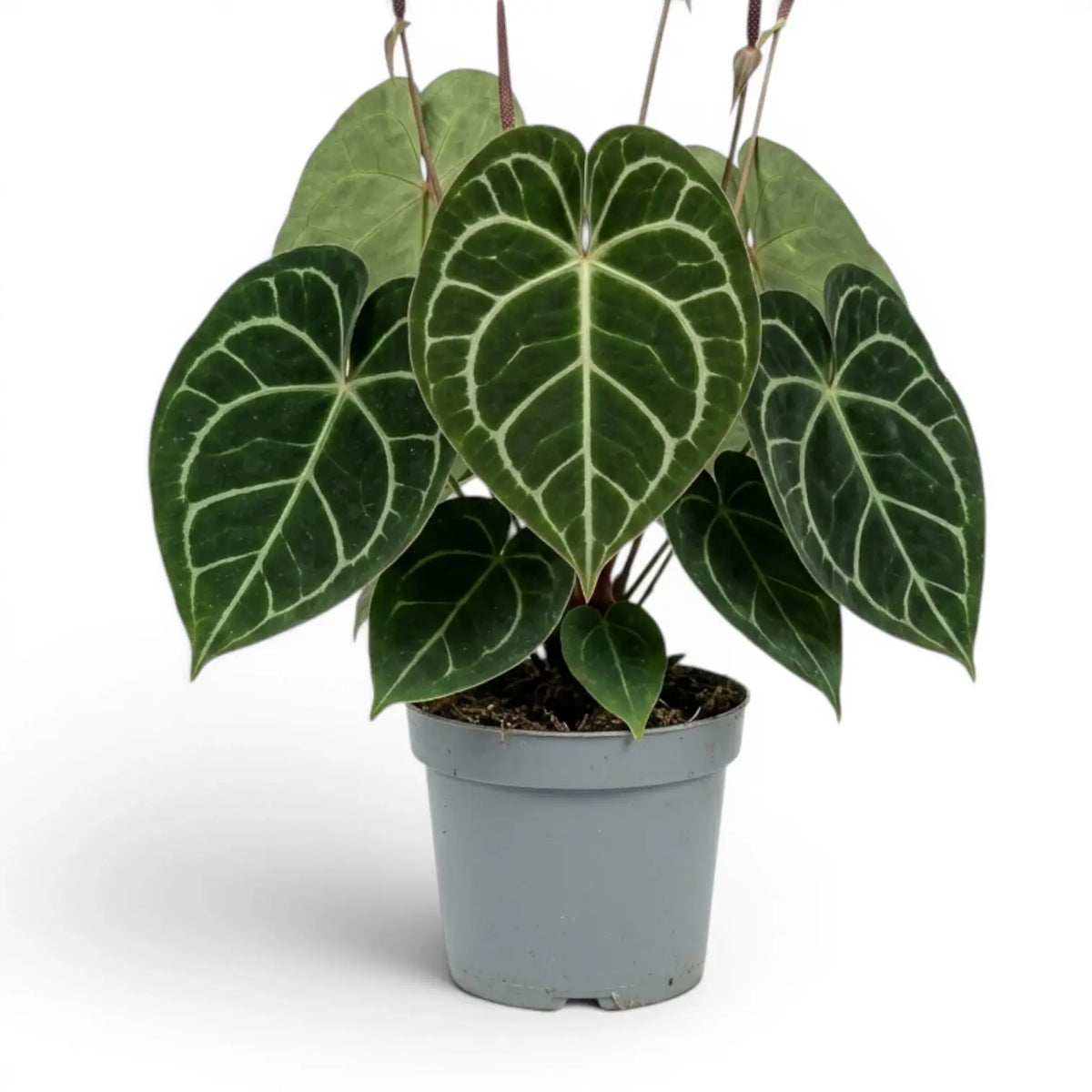 Sehr große Pflanze von Anthurium clarinervium.