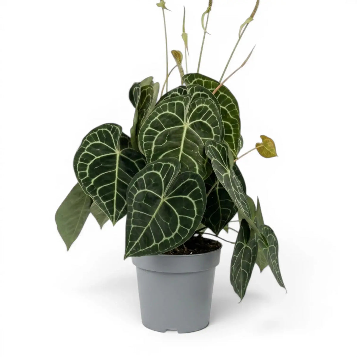 Sehr große Pflanze von Anthurium clarinervium.