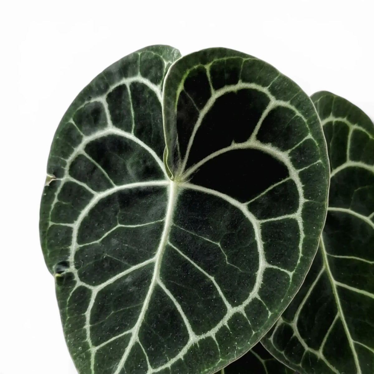 Blätter von Anthurium clarinervium in Nahaufnahme.