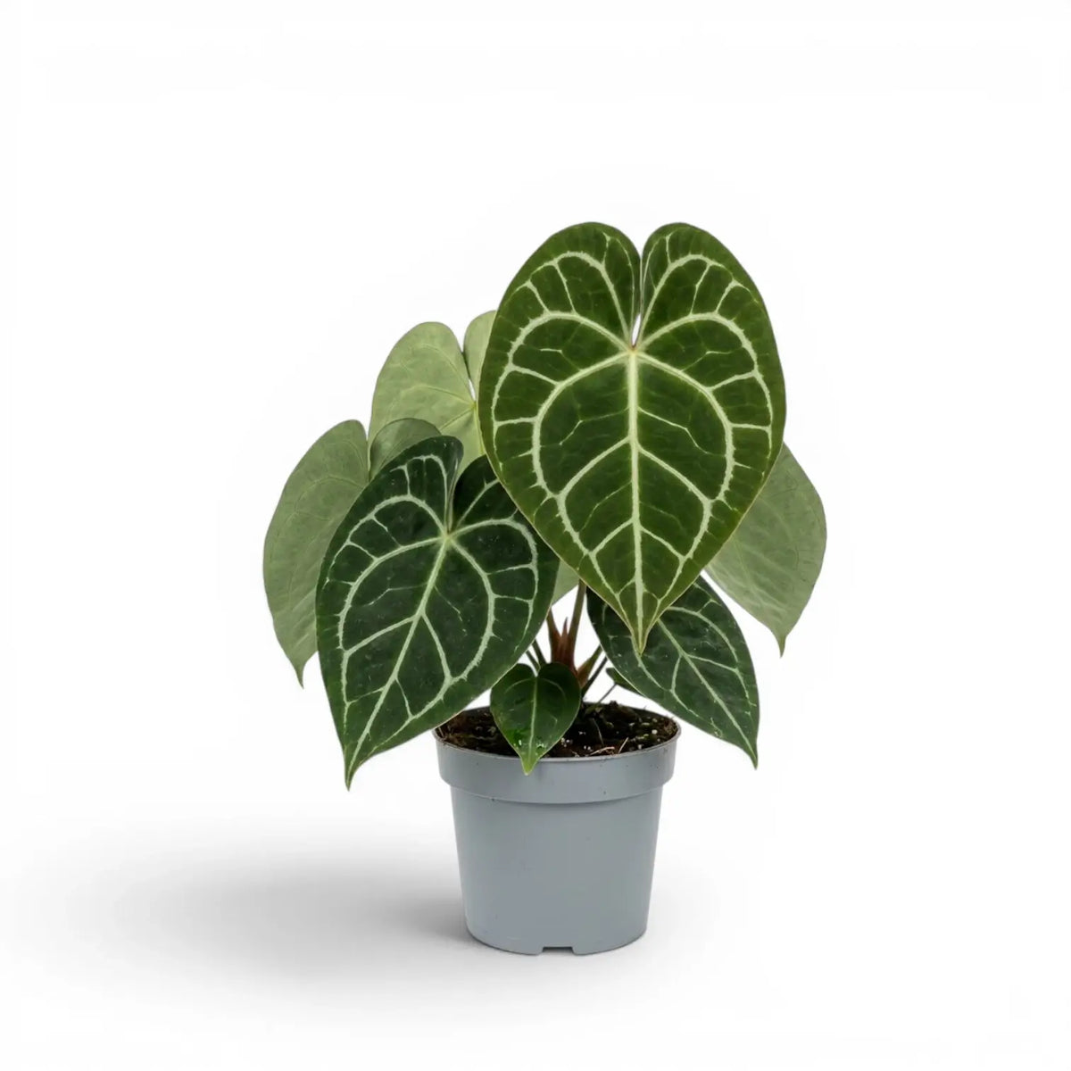 Große Pflanze von Anthurium clarinervium.
