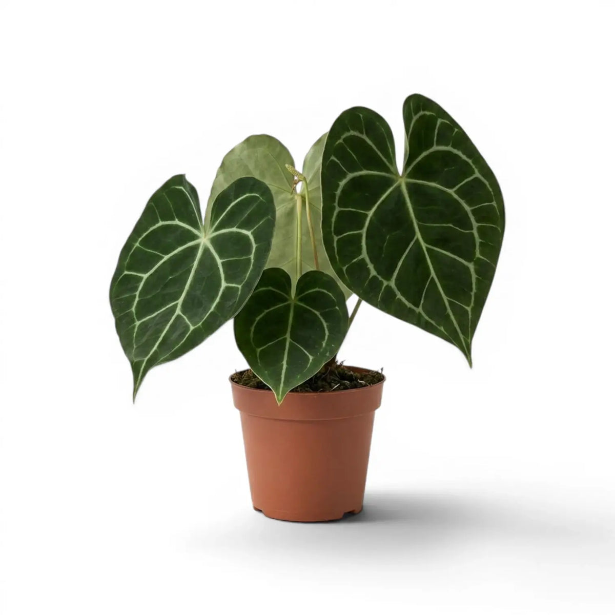 Anthurium clarinervium im Kulturtopf.