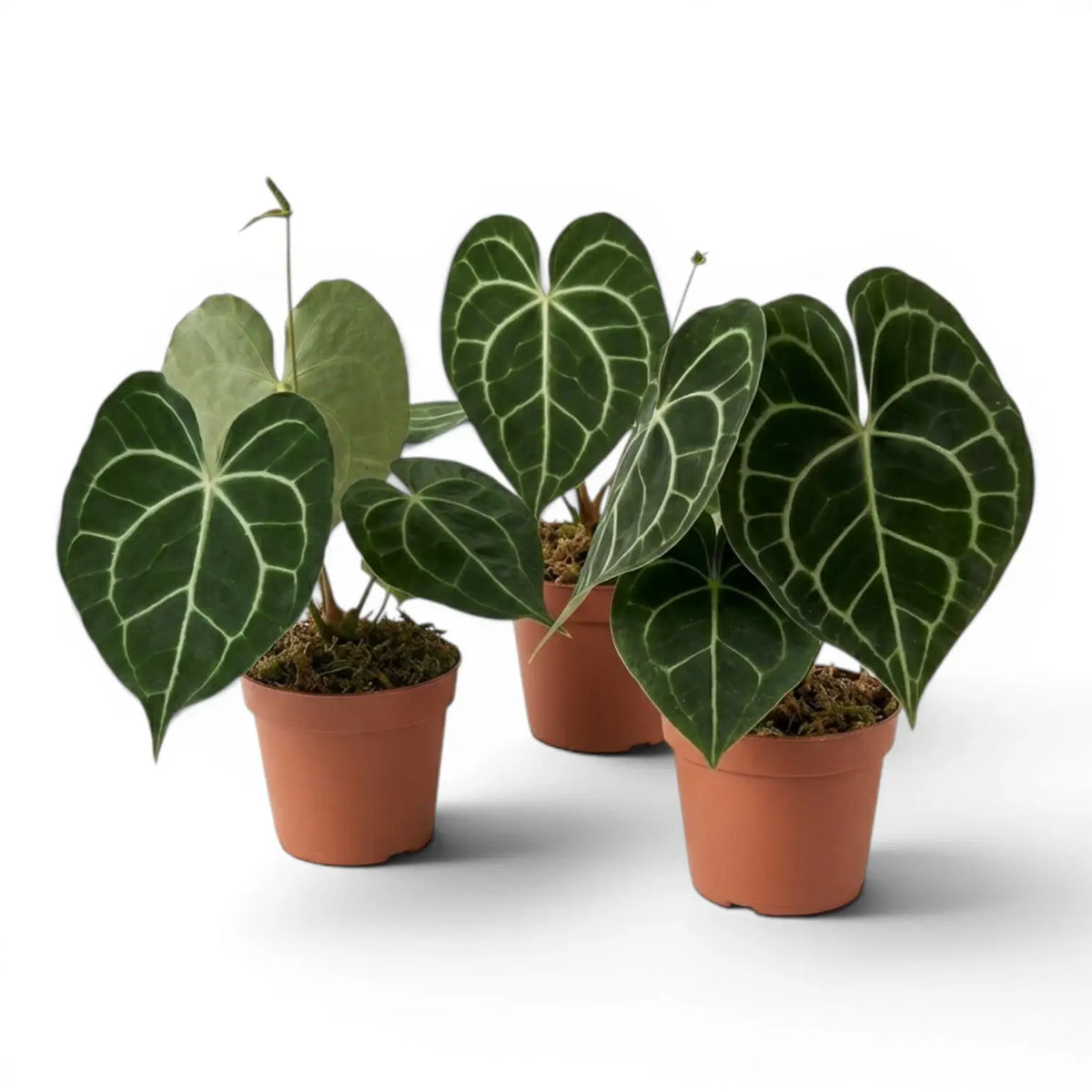 Anthurium clarinervium im Kulturtopf.