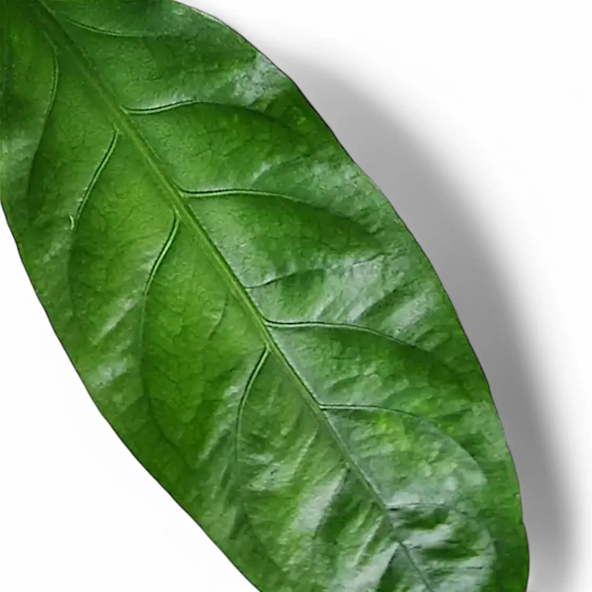 Anthurium crassinervium 'Jungle Bush' leaf detail on white background.