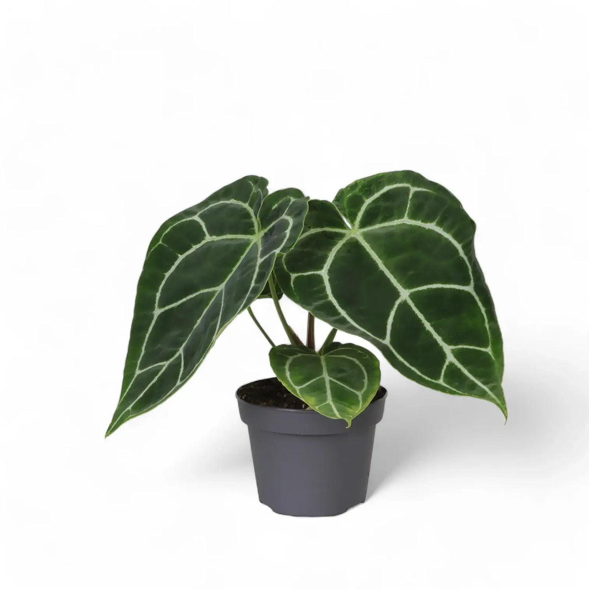 Anthurium crystallinum plant in a nursery pot against a white background