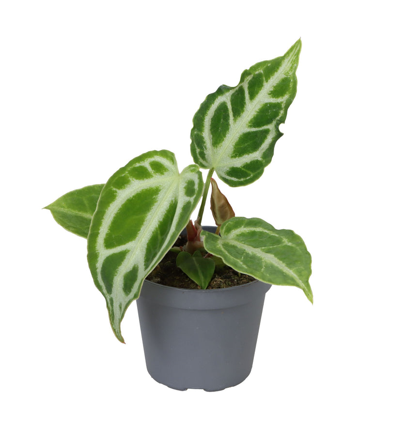 Anthurium crystallinum 'Crystal Hope' potted plant in nursery pot on white background.