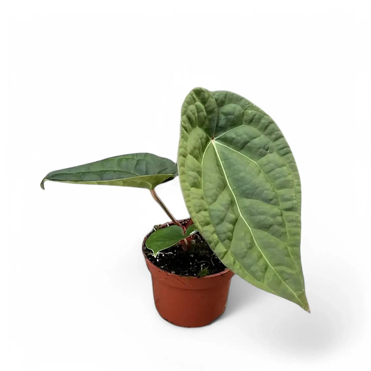 Anthurium crystallinum x luxurians – Topfpflanze im Kulturtopf vor weißem Hintergrund, Produktfoto 3.