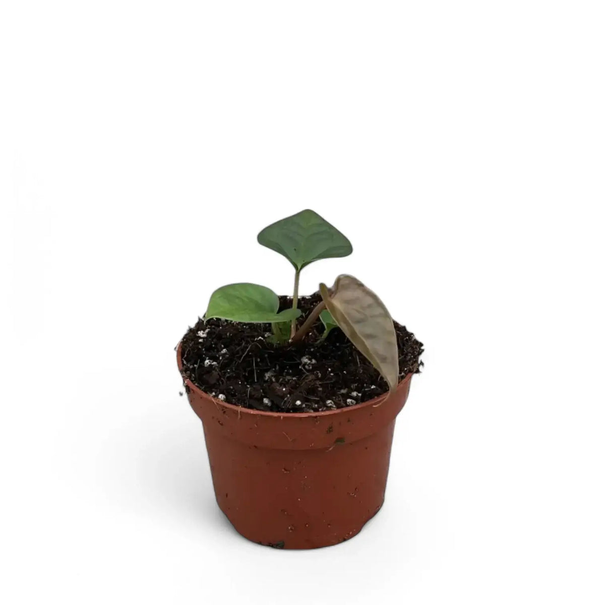 Anthurium crystallinum x luxurians – Topfpflanze im Kulturtopf vor weißem Hintergrund, Produktfoto 4.
