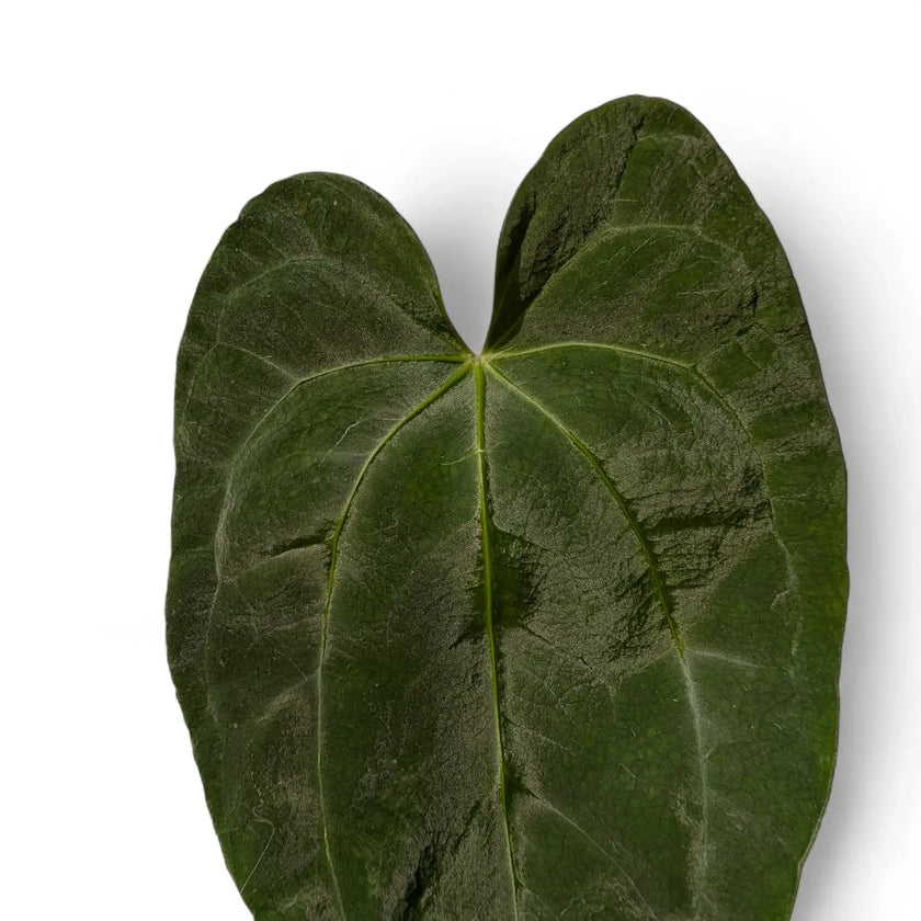 Anthurium 'Dark Phoenix' leaf close-up on white background.