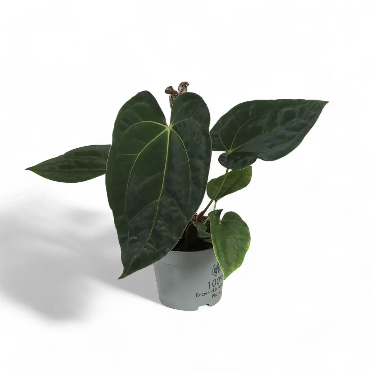 Anthurium 'Dark Phoenix' potted plant in nursery pot on white background.