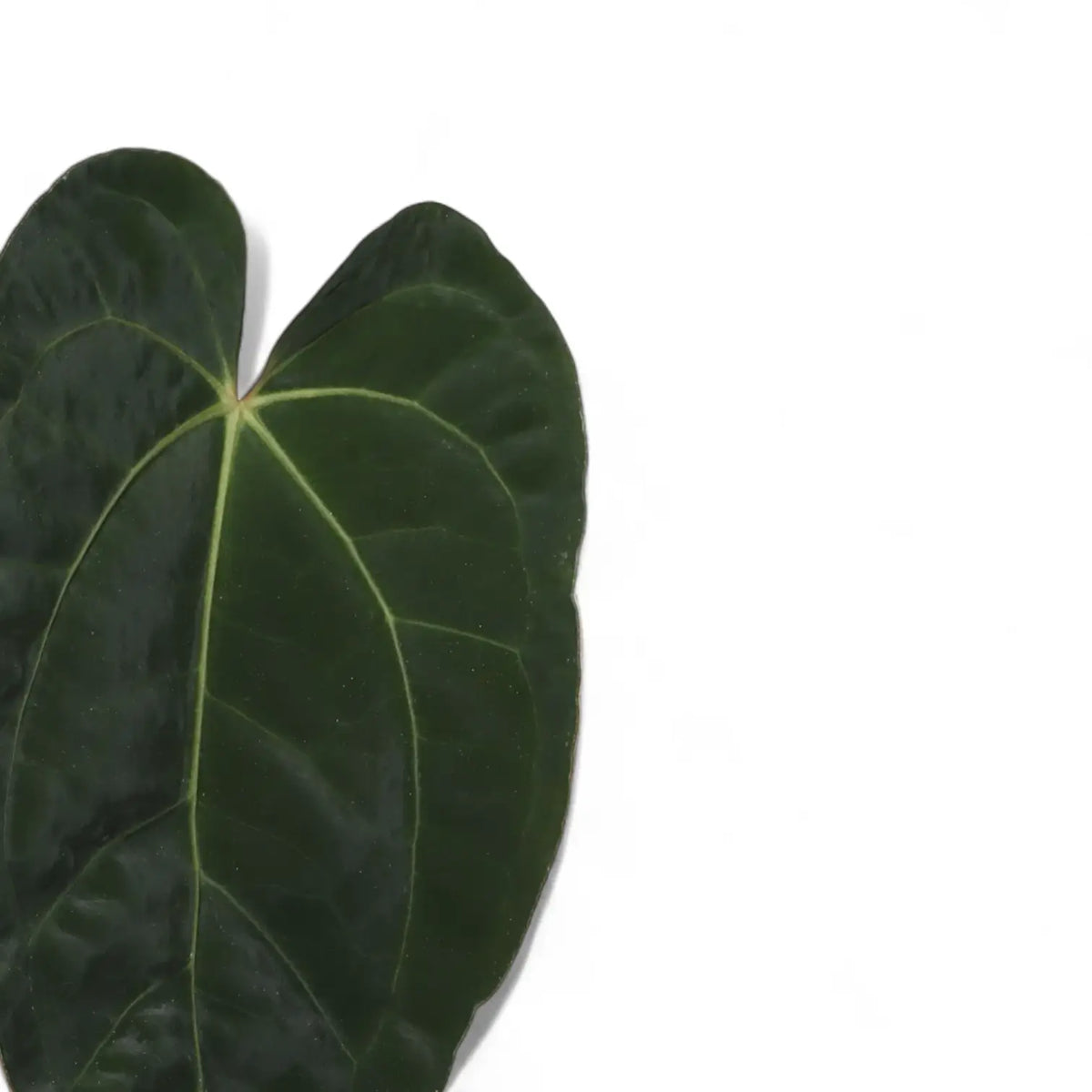 Anthurium 'Dark Phoenix' potted plant in nursery pot on white background.