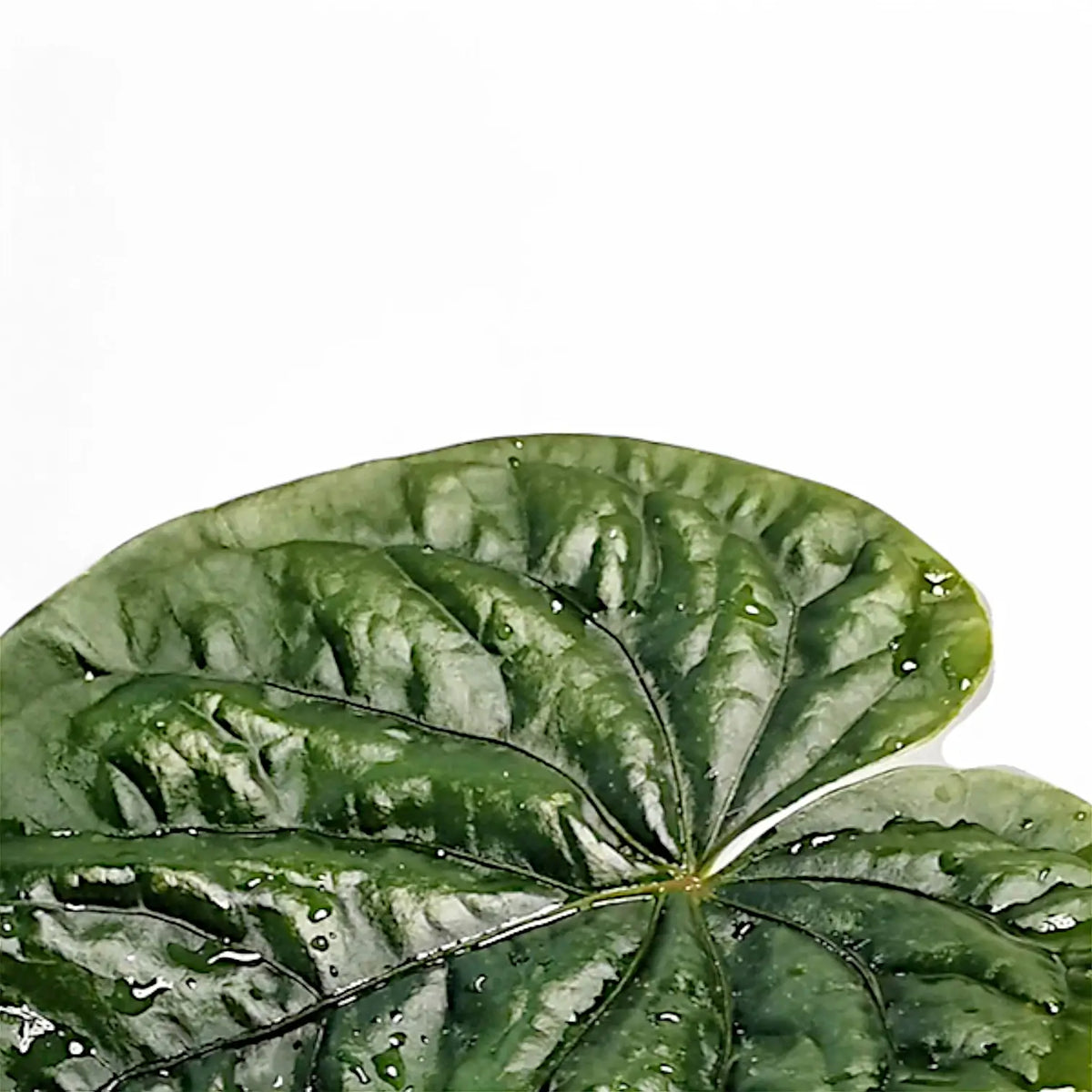 Anthurium debilis – Blattdetail vor weißem Hintergrund..