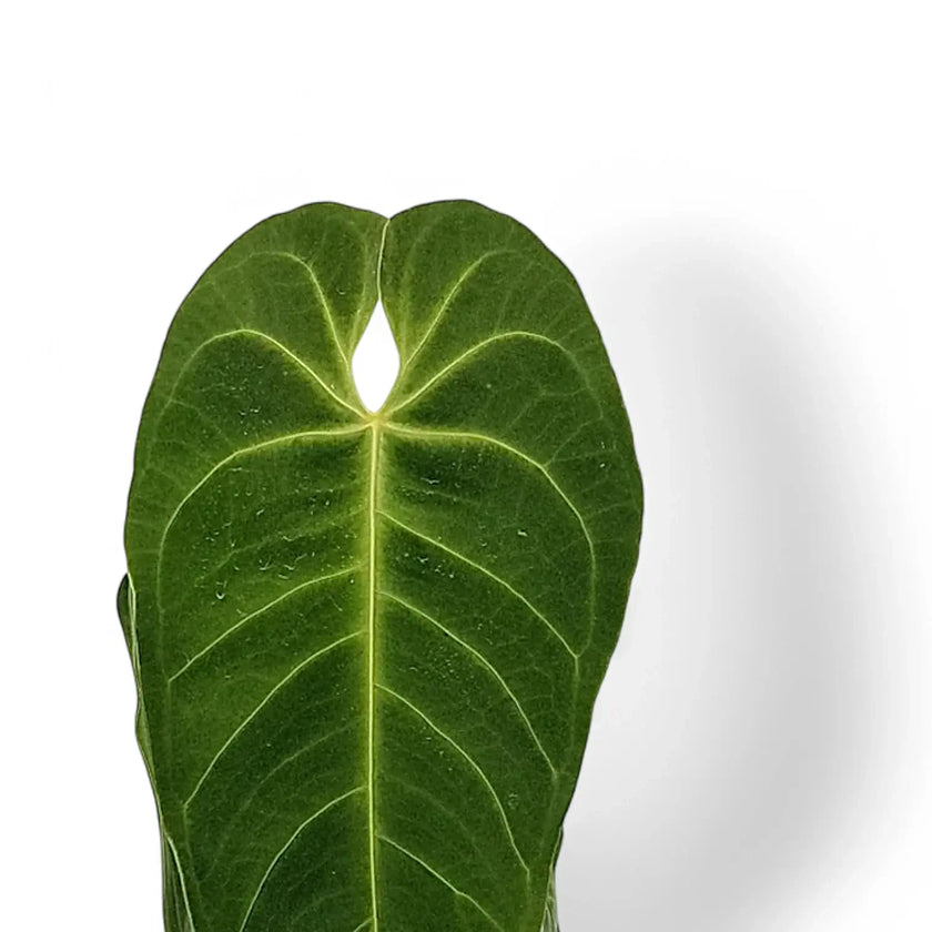 Anthurium dolichostachyum leaf detail on white background.