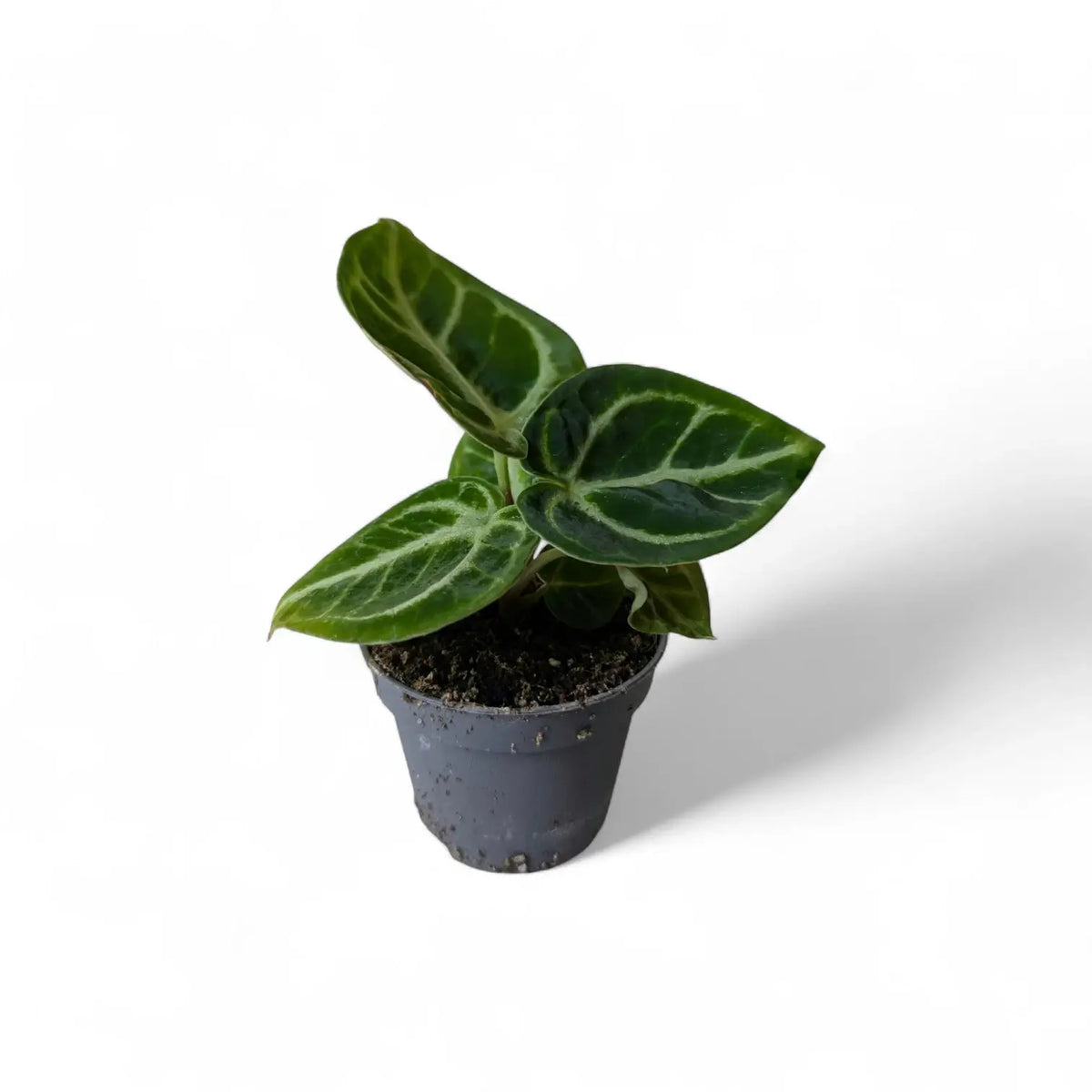 Anthurium 'Dorayaki' – Topfpflanze im Kulturtopf vor weißem Hintergrund, Produktfoto 2.