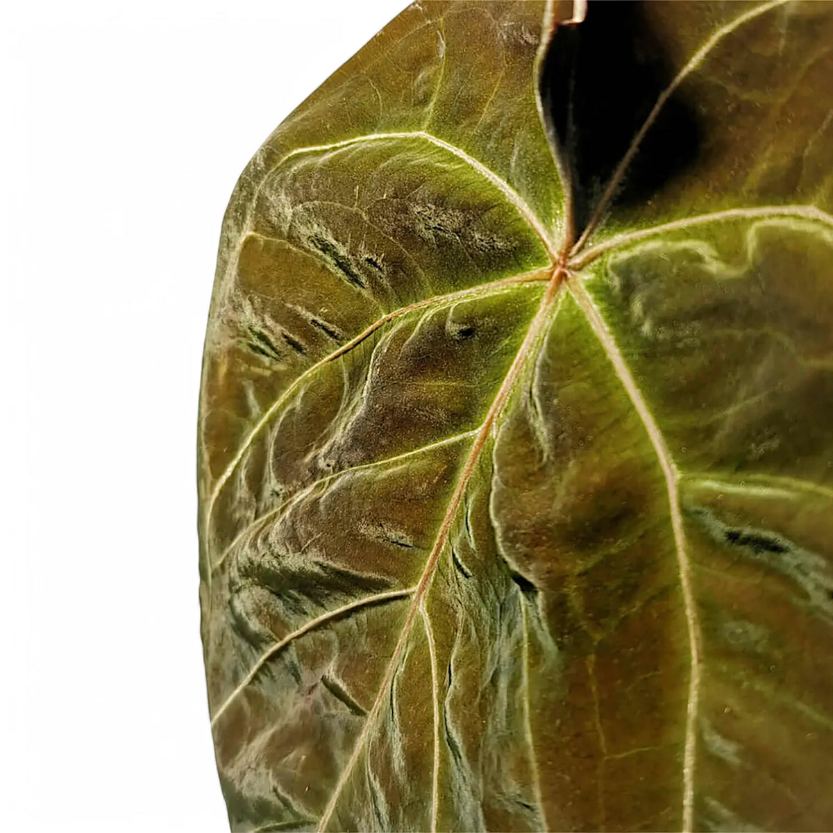 Anthurium dressleri x leaf detail on white background.