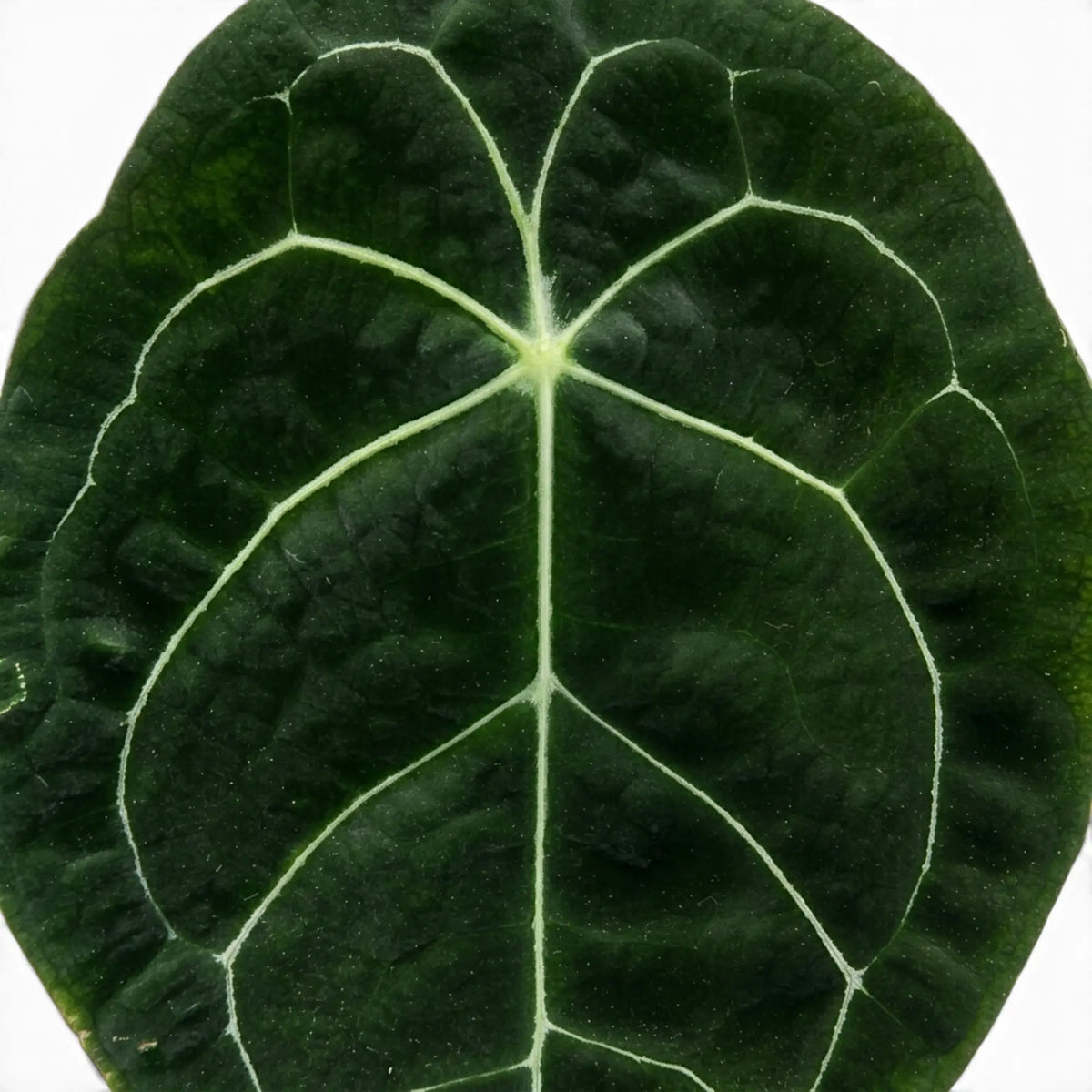 Anthurium forgetii foliage close-up with rounded green leaves and pale veins.