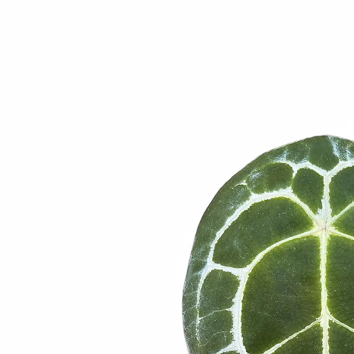 Anthurium forgetii 'Silver' leaf detail on white background.