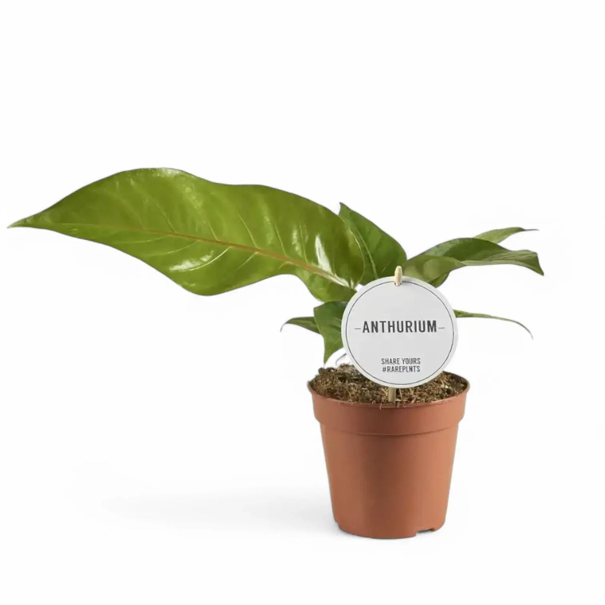 Anthurium hookeri potted plant in nursery pot on white background.