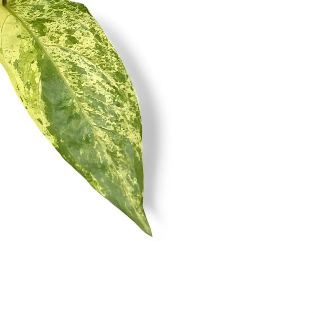 Anthurium hookeri variegata close-up of leaf on white background.