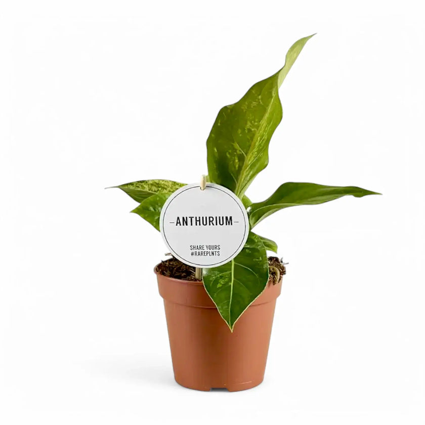 Anthurium hookeri variegata potted plant in nursery pot on white background.