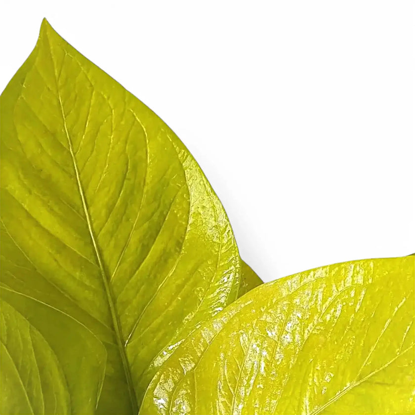 Anthurium jenmanii 'Gold' leaf detail on white background.