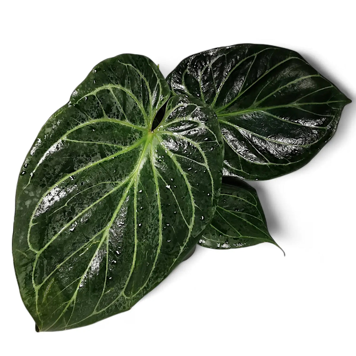 Anthurium 'King of Spades' (Anthurium 'HU') potted plant in nursery pot on white background.