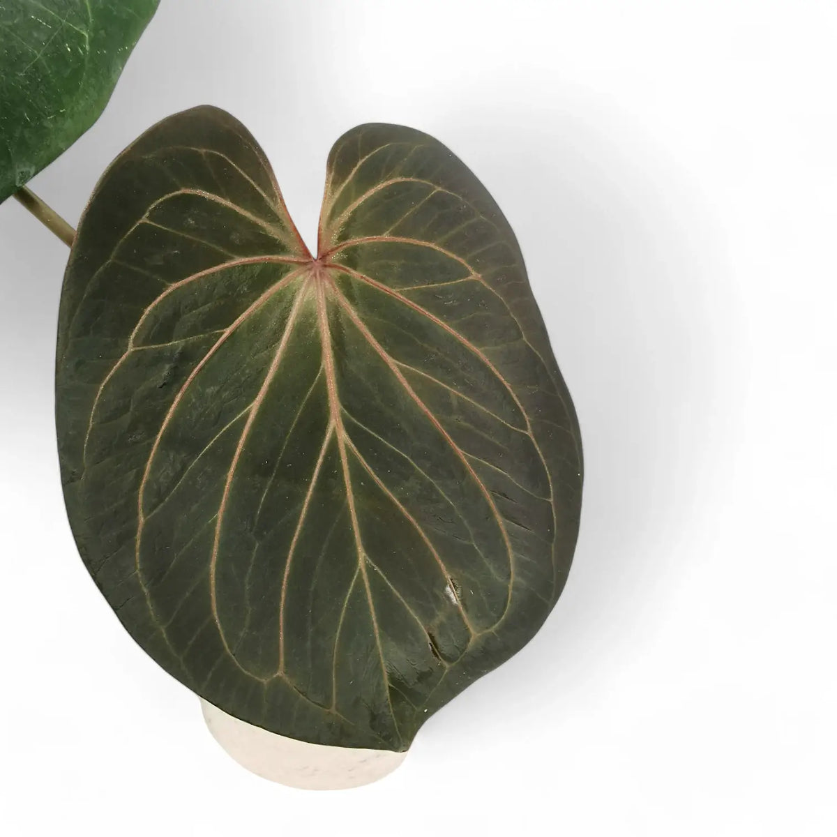Anthurium 'King of Spades' (Anthurium 'HU') potted plant in nursery pot on white background.