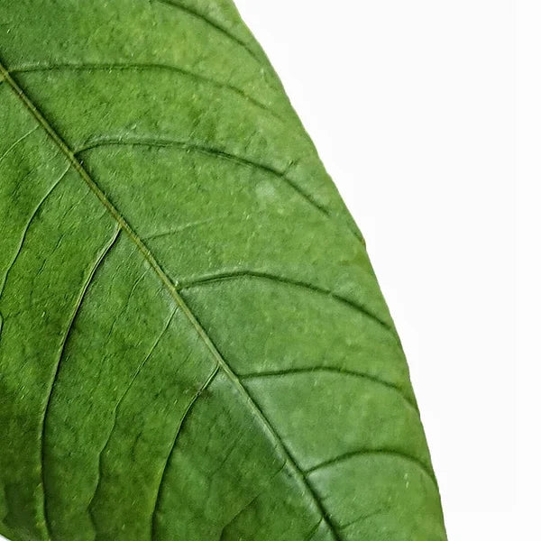 Anthurium lineolatum close-up of leaf on white background.