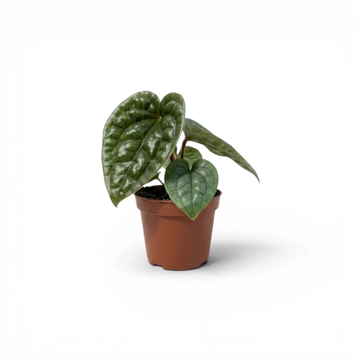 Anthurium luxurians baby plant in a nursery pot on white background