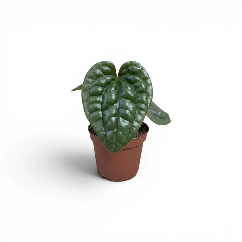 Anthurium luxurians baby plant in a nursery pot on white background