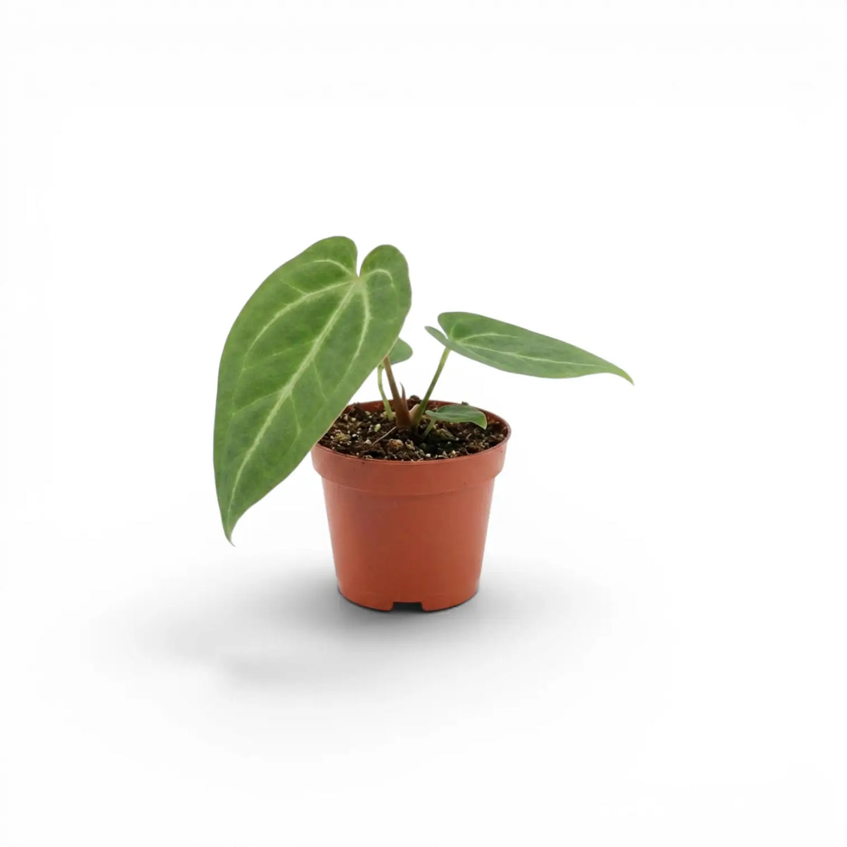 Anthurium magnificum baby plant in a nursery pot.