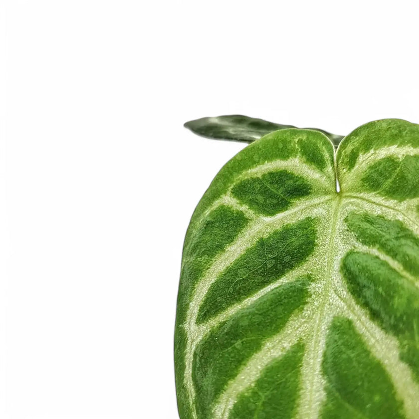 Anthurium magnificum 'Silver' close-up of leaf on white background.