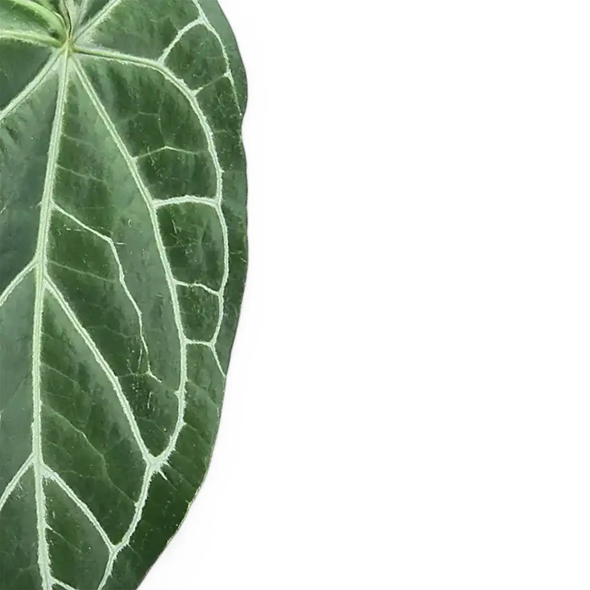 Anthurium magnificum x crystallinum leaf detail on white background.