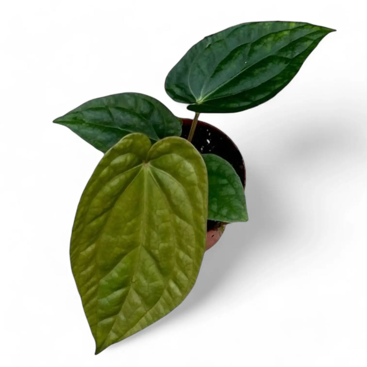 Anthurium magnificum x luxurians potted plant in nursery pot on white background.