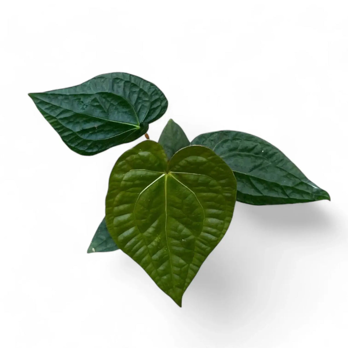 Anthurium magnificum x luxurians potted plant in nursery pot on white background.