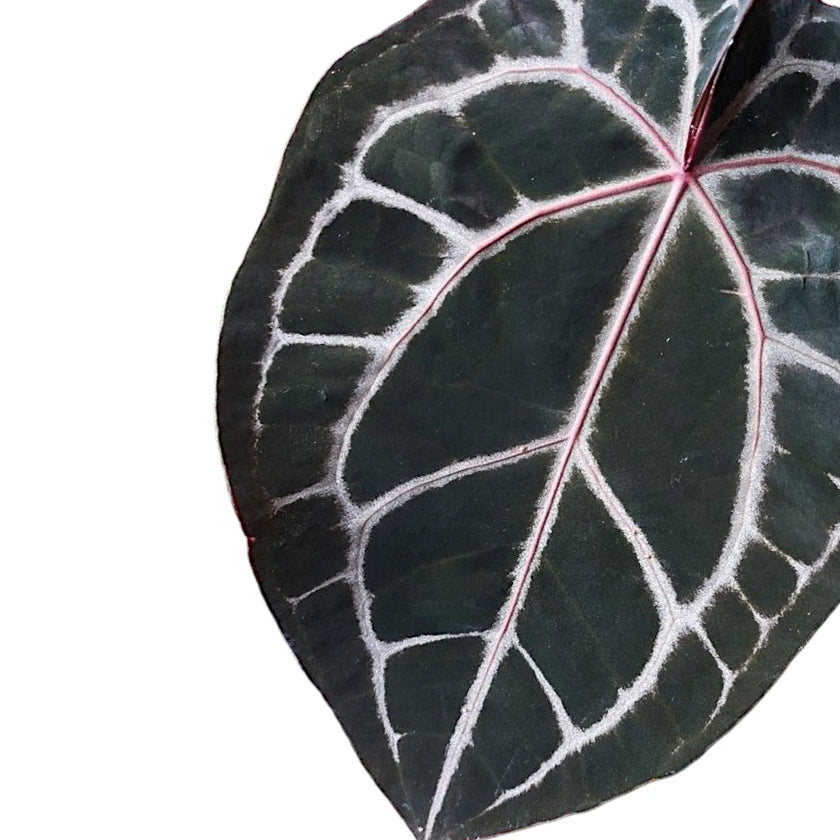 Anthurium' Michelle' ® (DocBlock) leaf close-up on white background.