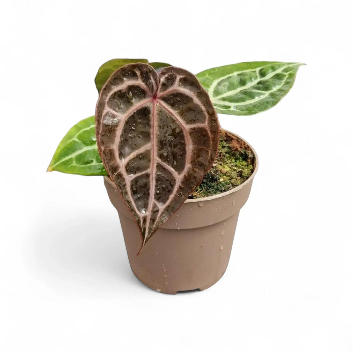 Anthurium' Michelle' ® (DocBlock) Zimmerpflanze im Anzuchttopf vor weißem Hintergrund, Produktfoto 11.