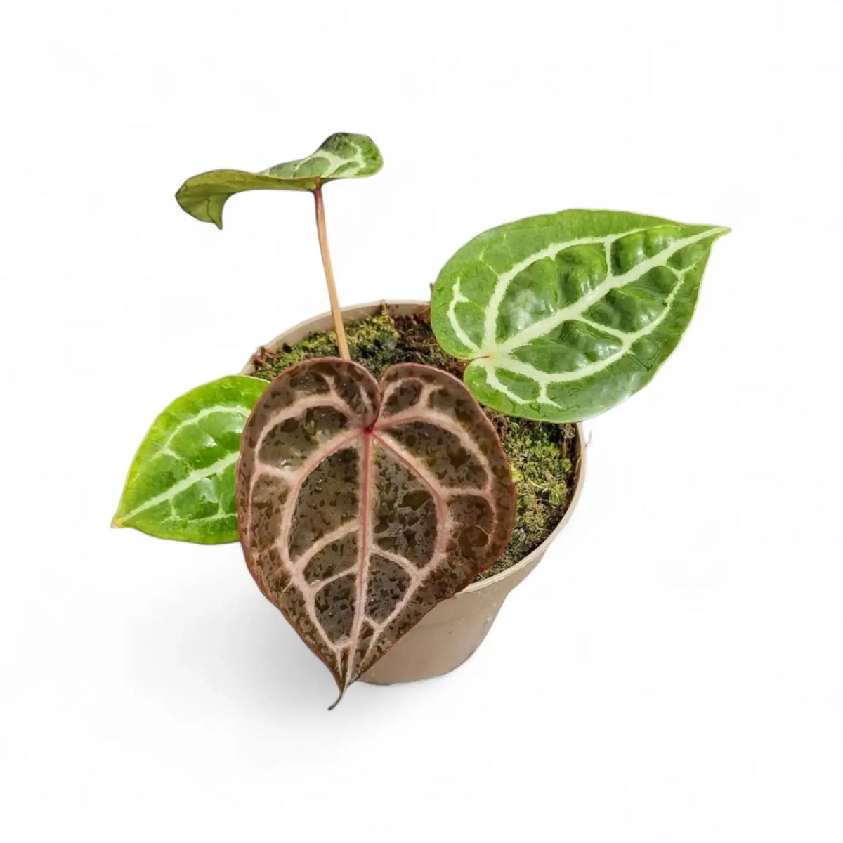 Anthurium' Michelle' ® (DocBlock) Zimmerpflanze im Anzuchttopf vor weißem Hintergrund, Produktfoto 9.