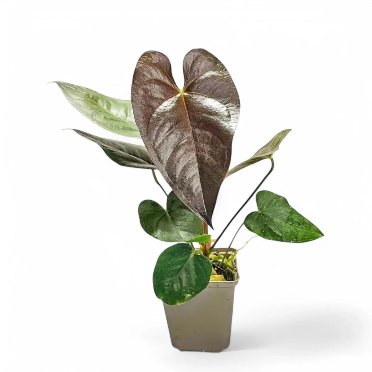 Anthurium moodeanum Zimmerpflanze im Anzuchttopf vor weißem Hintergrund, Produktfoto 3.