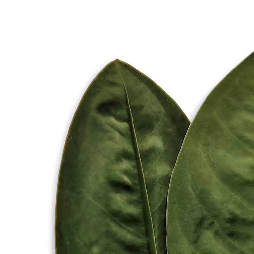 Anthurium 'Neo-superbum' leaf detail on white background.