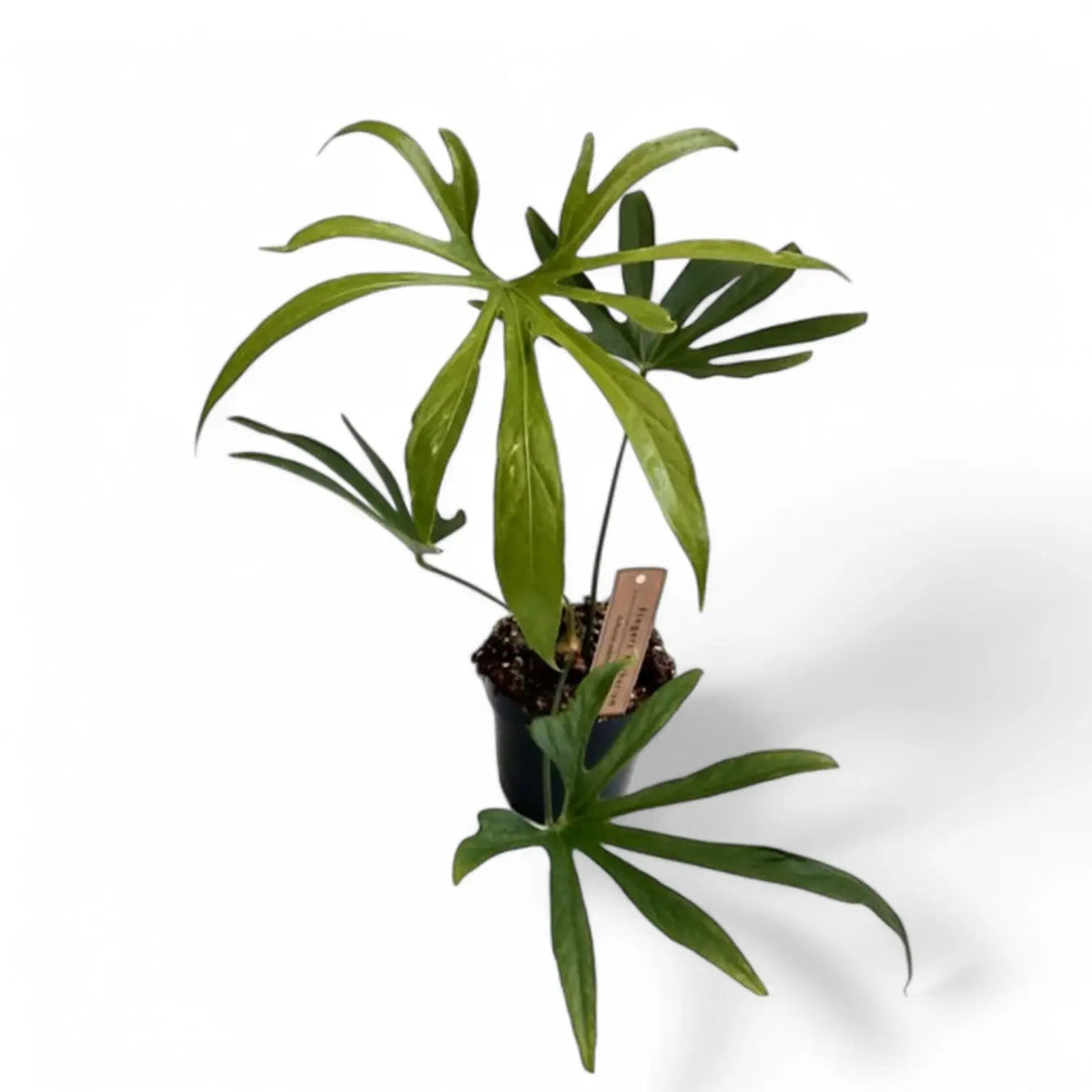 Anthurium pedatoradiatum ('Fingers') Zimmerpflanze im Anzuchttopf vor weißem Hintergrund, Produktfoto 3.